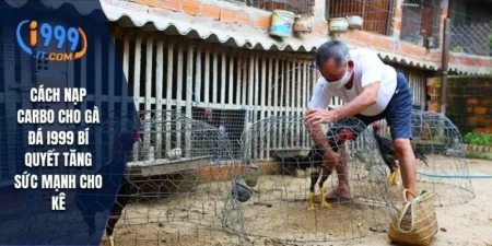 Cách Nạp Carbo Cho Gà Đá i999 Bí Quyết Tăng Sức Mạnh Cho Kê 12 Cách Nạp Carbo Cho Gà Đá i999